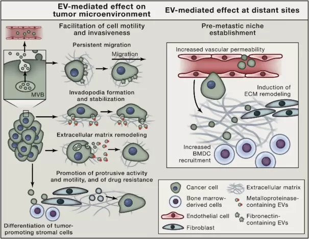 EV-Mediated Effects Promoting Tumor Growth, Invasiveness, and Metastasis (Tkach, M. and Théry, C. 2016)